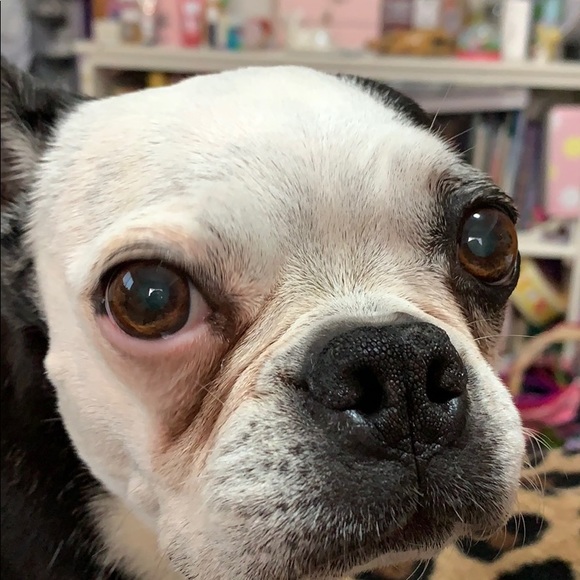 Meet your Posher, Elizabeth - Picture 1 of 1